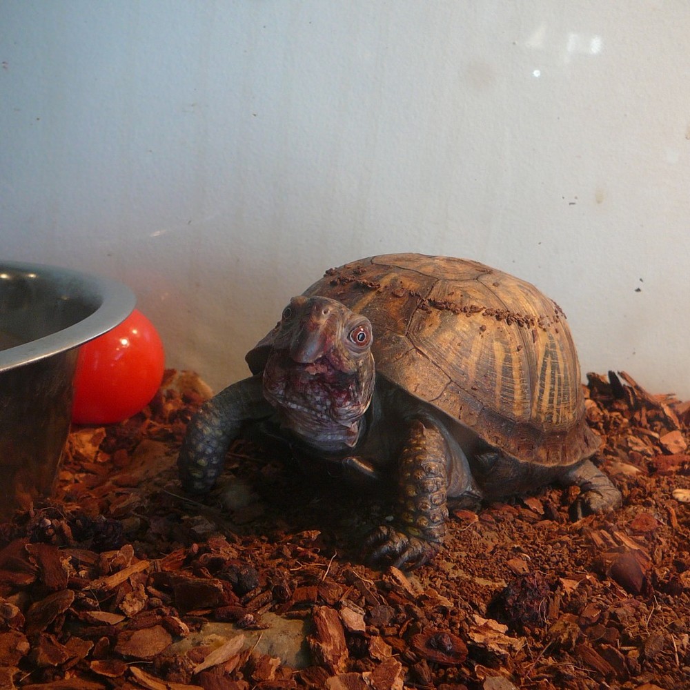 Meet your Posher, Diana